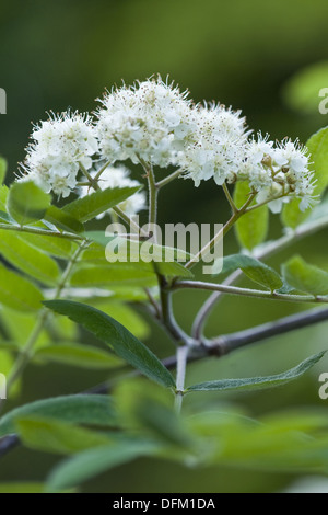 Rowan, Sorbus aucuparia Stockfoto