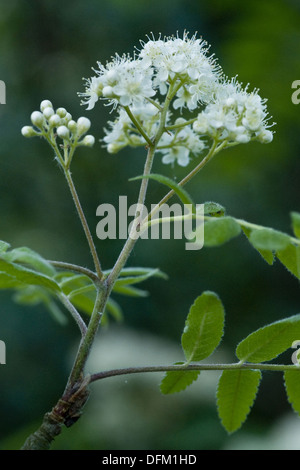 Rowan, Sorbus aucuparia Stockfoto