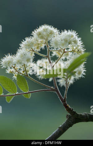 Rowan, Sorbus aucuparia Stockfoto