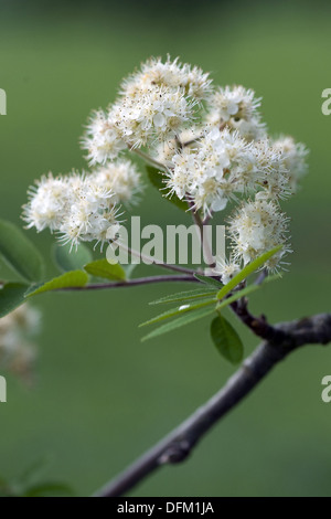 Rowan, Sorbus aucuparia Stockfoto