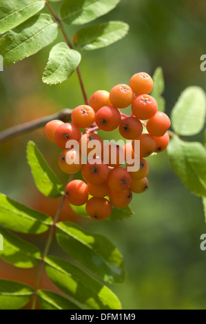 Rowan, Sorbus aucuparia Stockfoto
