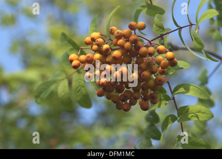 Rowan, Sorbus aucuparia Stockfoto