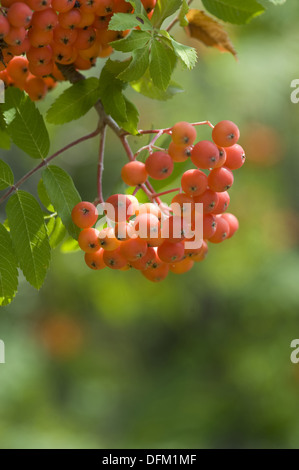 Rowan, Sorbus aucuparia Stockfoto