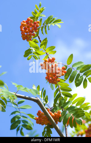 Rowan, Sorbus aucuparia Stockfoto