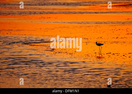 geflügelte Stelzenläufer Sonnenuntergang Landschaft Stockfoto