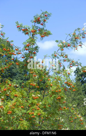 Rowan, Sorbus aucuparia Stockfoto
