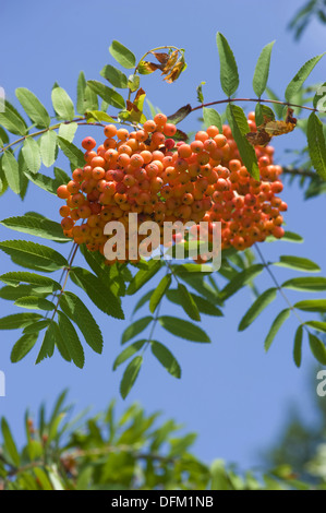 Rowan, Sorbus aucuparia Stockfoto