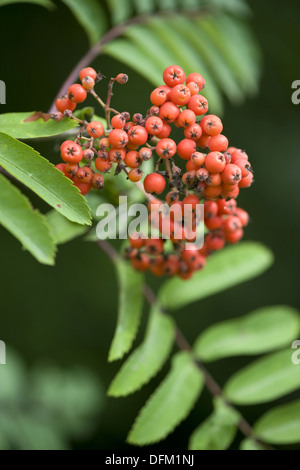 Rowan, Sorbus aucuparia Stockfoto
