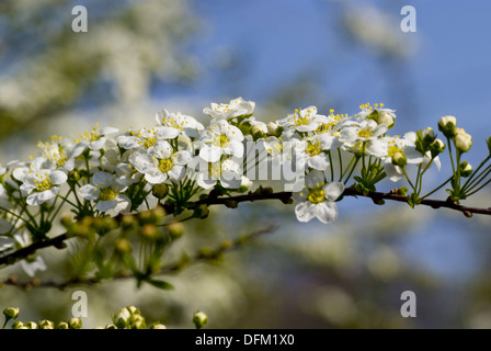spiraea Stockfoto