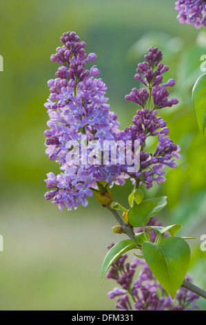 gemeinsamen Flieder, Syringa vulgaris Stockfoto