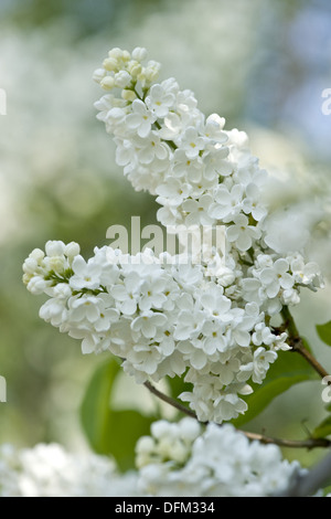 gemeinsamen Flieder, Syringa vulgaris Stockfoto