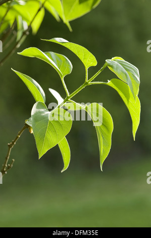 gemeinsamen Flieder, Syringa vulgaris Stockfoto