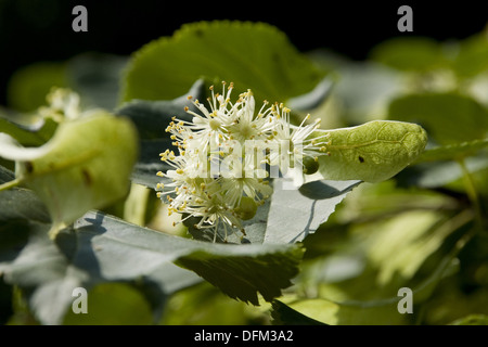 kleinblättrige Linde, Tilia cordata Stockfoto