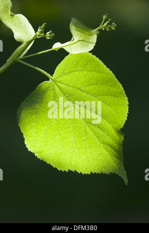 großblättrige Linde, Tilia platyphyllos Stockfoto