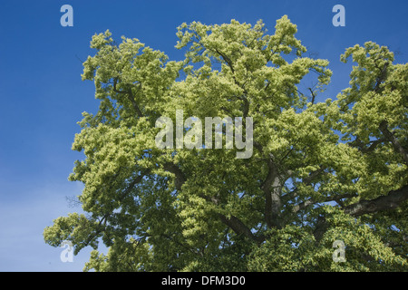 großblättrige Linde, Tilia platyphyllos Stockfoto