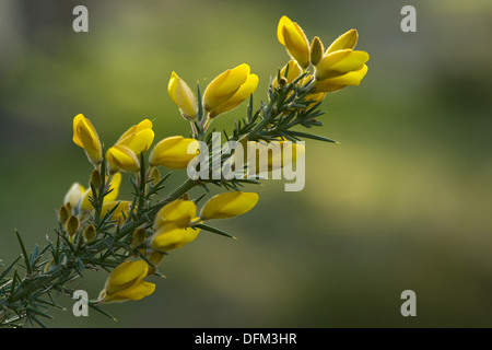 Gorse, Ulex europaeus Stockfoto