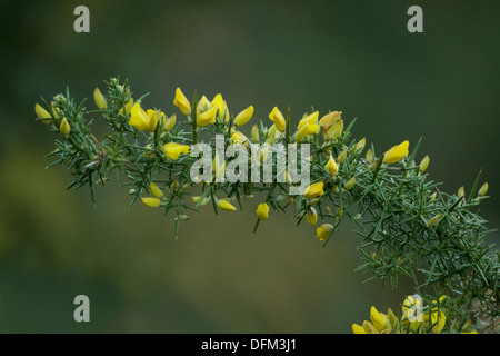 Gorse, Ulex europaeus Stockfoto