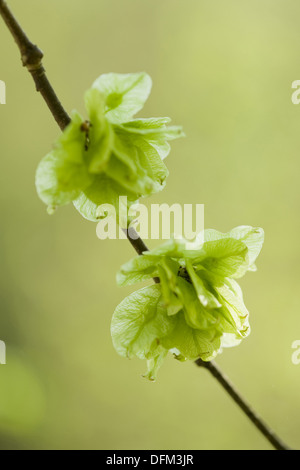 Wych Ulme, Ulmus glabra Stockfoto