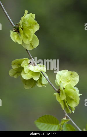 Wych Ulme, Ulmus glabra Stockfoto