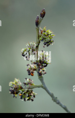 Wych Ulme, Ulmus glabra Stockfoto