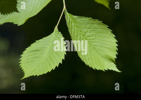 Europäische weiße Ulme, Ulmus laevis Stockfoto