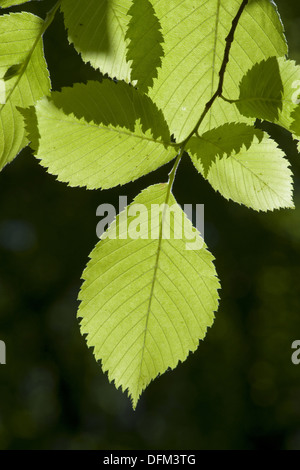 Europäische weiße Ulme, Ulmus laevis Stockfoto