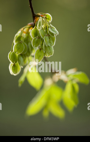 Europäische weiße Ulme, Ulmus laevis Stockfoto