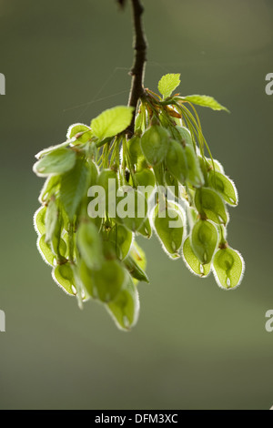 Europäische weiße Ulme, Ulmus laevis Stockfoto