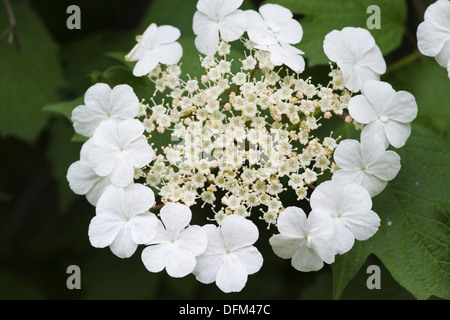Guelder Rose, Viburnum opulus Stockfoto