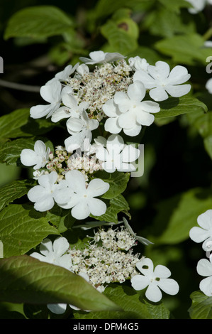 Viburnum sargentii Stockfoto