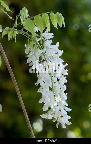 chinesischer Blauregen, Wisteria sinensis Stockfoto