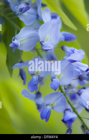 chinesischer Blauregen, Wisteria sinensis Stockfoto