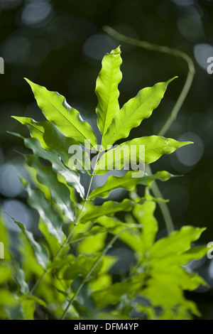 chinesischer Blauregen, Wisteria sinensis Stockfoto