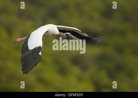 Holz-Storch (Mycteria Americana) im Flug - Dit Dot Dash, Florida. Stockfoto