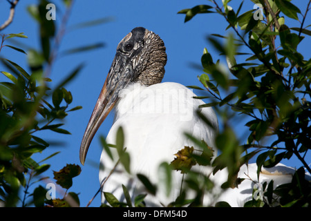 Holz-Storch (Mycteria Americana) Porträt - Orlando, Florida. Stockfoto