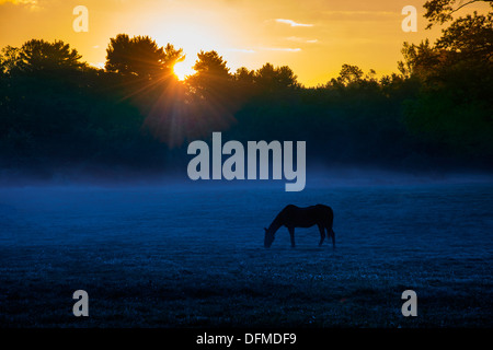 Pferd auf nebligen Gebiet bei Sonnenaufgang Stockfoto