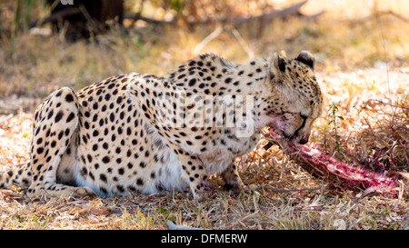 Eine blutige Cheetah Essen die Überbleibsel von seiner vorherigen töten Stockfoto