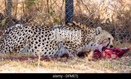 Eine blutige Cheetah Essen die Überbleibsel von seiner vorherigen töten Stockfoto