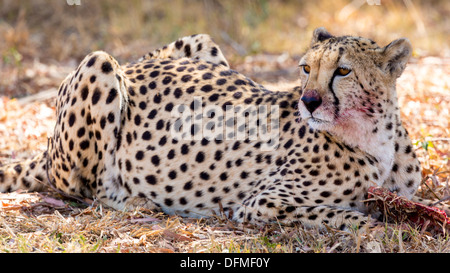 Eine blutige Cheetah Essen die Überbleibsel von seiner vorherigen töten Stockfoto