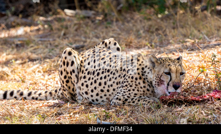 Eine blutige Cheetah lecken die Überbleibsel von seiner vorherigen töten Stockfoto