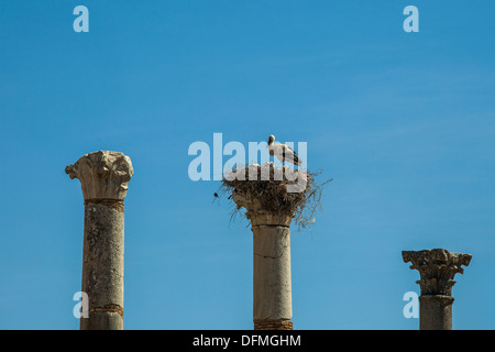 Storchennest auf einer römischen Säule in Volubilis Marokko Stockfoto