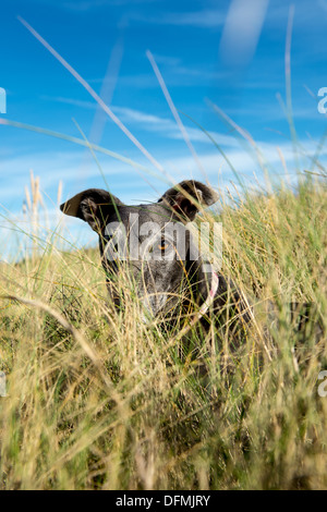 Windhund in den Rasen auf einer Sanddüne sitzend Stockfoto