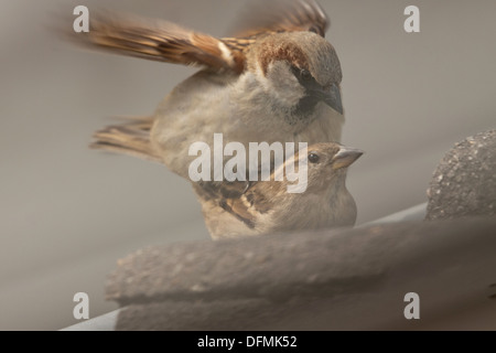 Haus Paarung Spatz (Passer Domesticus). Stockfoto