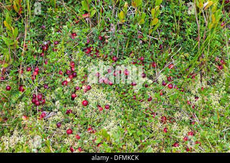 Wilde Preiselbeeren wachsen im Moor, im Herbst ernten Stockfoto