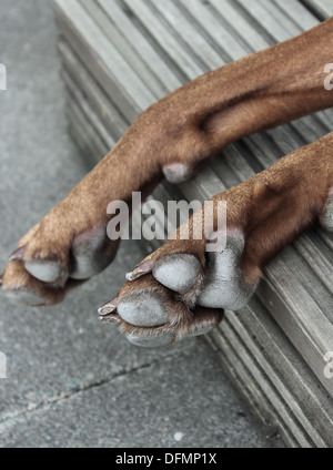 Ein paar Hunde Beine hängen über den Rand der Haustreppe Stockfoto