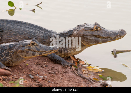 Stock Foto von zwei spectacled Kaiman Ruhe am Ufer des Flusses, Pantanal, Brasilien. Stockfoto