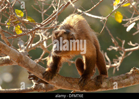 Stock Foto von einem Azaras Kapuziner im Pantanal. Stockfoto