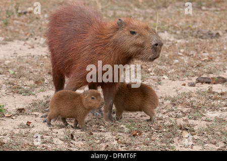 Stock Foto von einem Erwachsenen Capybara mit zwei jungen, Pantanal, Brasilien. Stockfoto