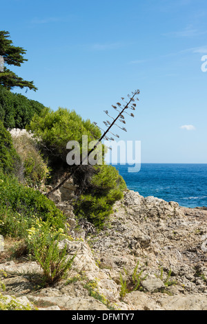 Küsten Blick von der Promenade des Fossettes auf Punkt du Colombier Stockfoto