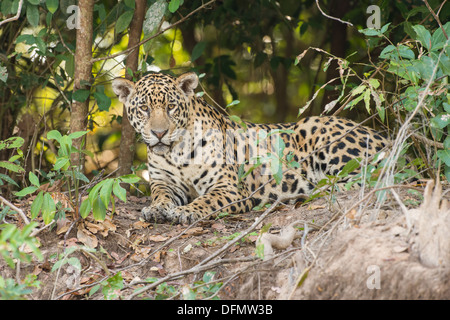 Stock Foto von einem Jaguar Ruhe am Ufer des Flusses, Pantanal, Brasilien. Stockfoto